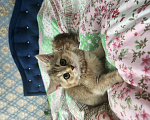 Кошки в Москве: Шотландские котята Девочка, 24 999 руб. - фото 5