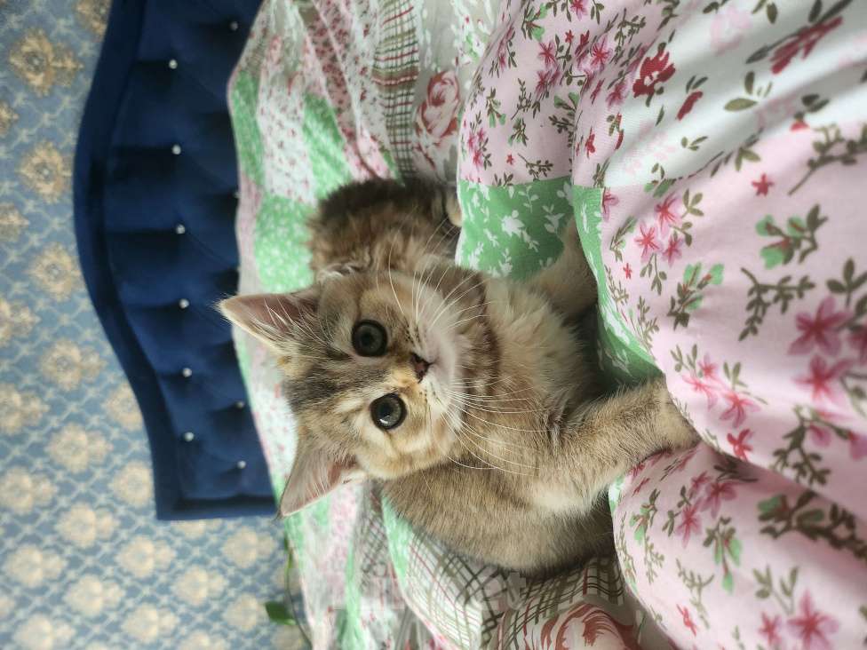 Кошки в Москве: Шотландские котята Девочка, 24 999 руб. - фото 5