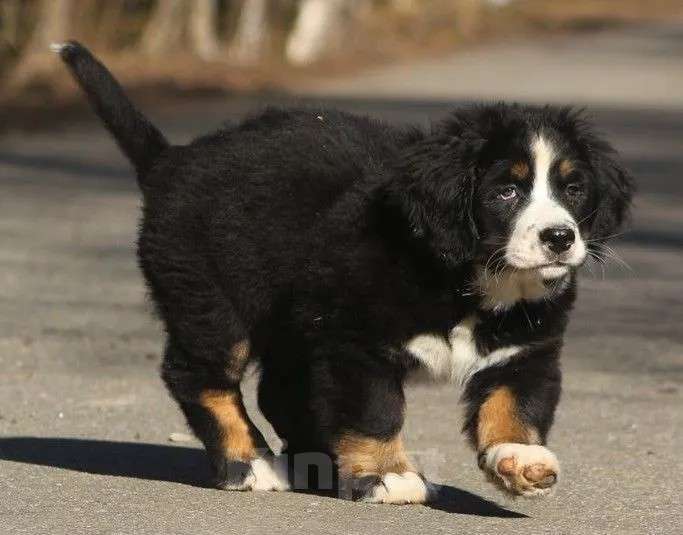 Собаки в Москве: Щенки берняшки  Мальчик, 40 000 руб. - фото 4