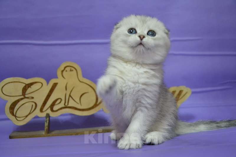 Кошки в Москве: Фолдочка серебристая Девочка, 65 000 руб. - фото 3