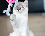 Кошки в Ливны: Девочка Американский Керл Девочка, 50 000 руб. - фото 2