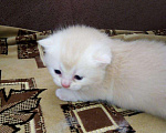 Кошки в Калуге: Британец на вязку, 1 300 руб. - фото 3