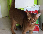 Кошки в Верее: Абиссинский кот. Вязка., 3 000 руб. - фото 1