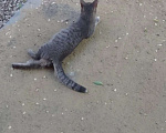 Кошки в Красноярске: Кошечка ищет свой дом! Девочка, Бесплатно - фото 4