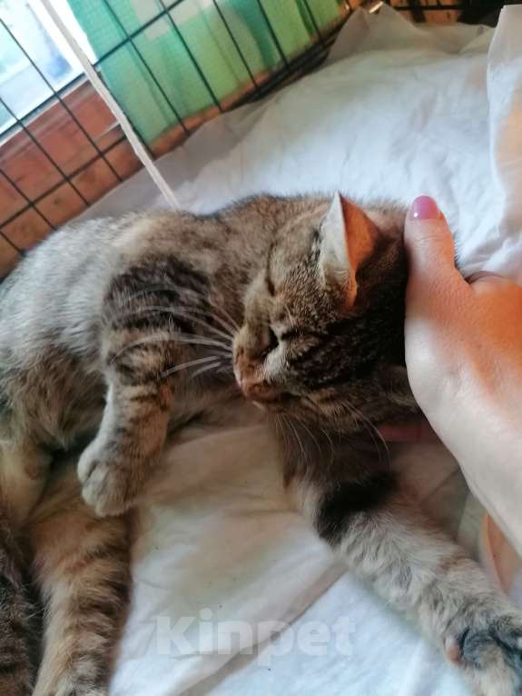 Кошки в Королеве: Кошка Масяня Девочка, Бесплатно - фото 2