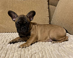 Собаки в Санкт-Петербурге: Шикарная девочка французского бульдога  Девочка, 40 000 руб. - фото 10