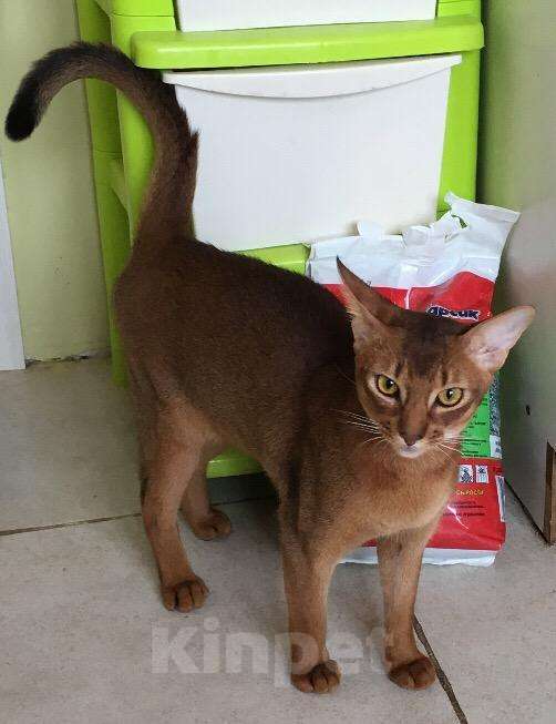 Кошки в Верее: Абиссинский кот. Вязка., 3 000 руб. - фото 1