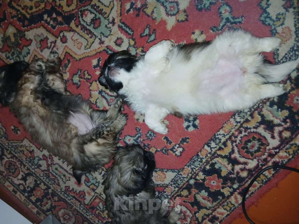 Собаки в Красноярске: Продам Девочка, 15 000 руб. - фото 1