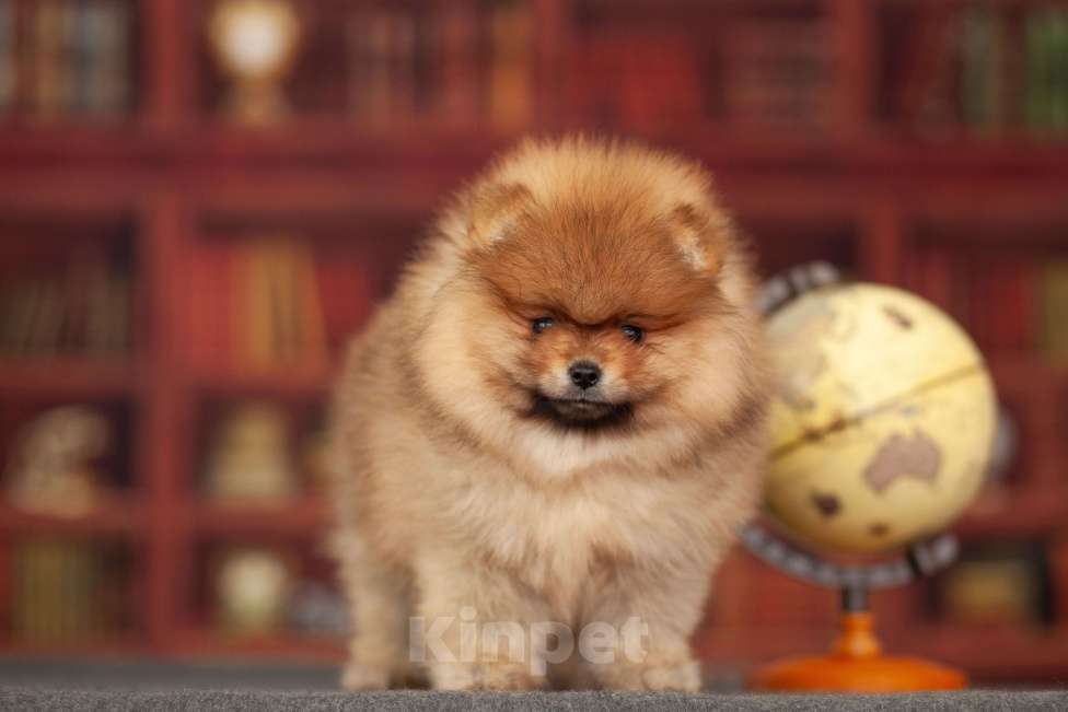 Собаки в Москве: Щенки померанского шпица Мальчик, 50 000 руб. - фото 1