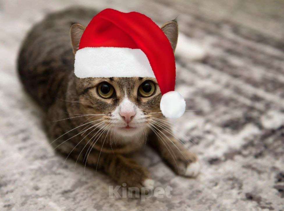 Кошки в Москве: Кошечка ищет семью Девочка, 10 руб. - фото 1