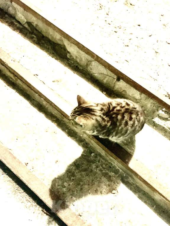 Кошки в Саратове: Котенок мальчик в добрые руки  Мальчик, Бесплатно - фото 5