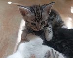 Кошки в Геленджике: Кекс  Мальчик, Бесплатно - фото 5