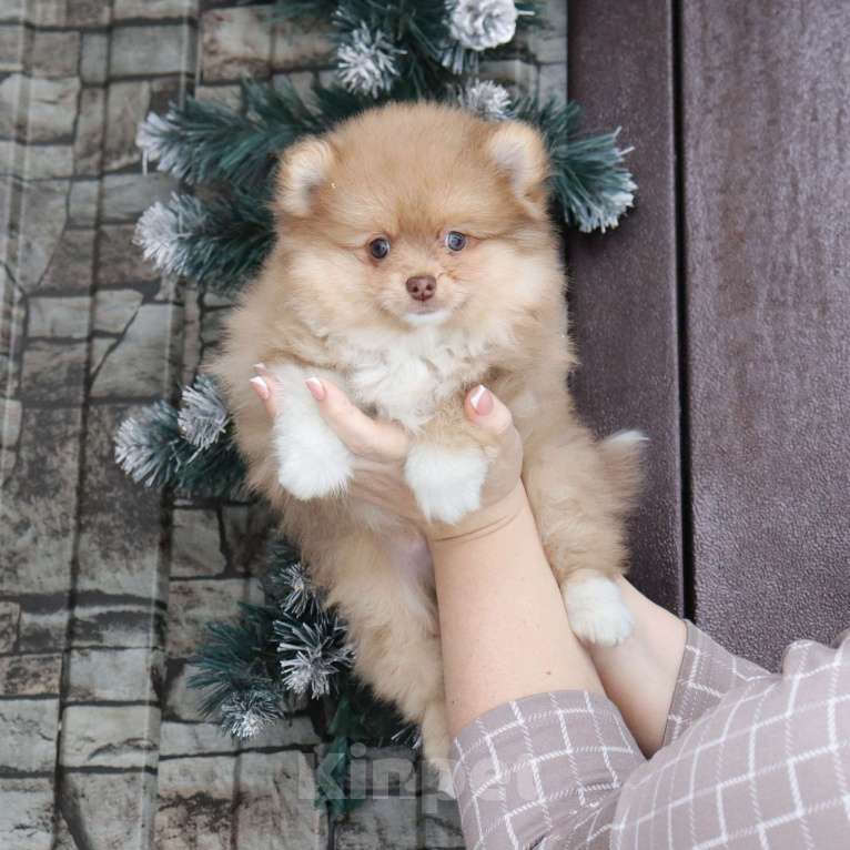 Собаки в Москве: КРАСАВЧИК с шоколадным носиком Мальчик, 29 000 руб. - фото 3