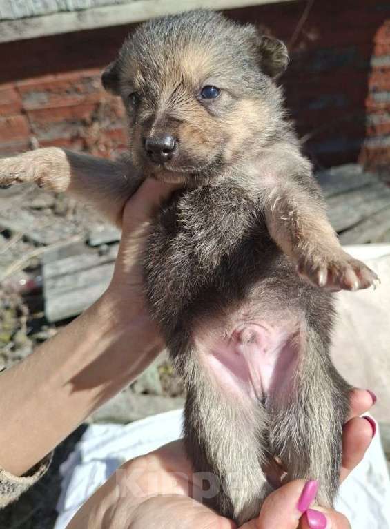 Собаки в других городах Московской области: Щенков хотят выбросить на помойку Мальчик, Бесплатно - фото 2