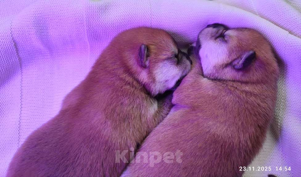 Собаки в Санкт-Петербурге: Сиба девочка Мальчик, 80 000 руб. - фото 4