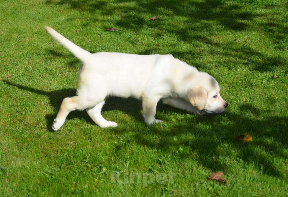 Собаки в Твери: Лабрадор-ретривер, палевая красотка.  Девочка, 35 000 руб. - фото 2