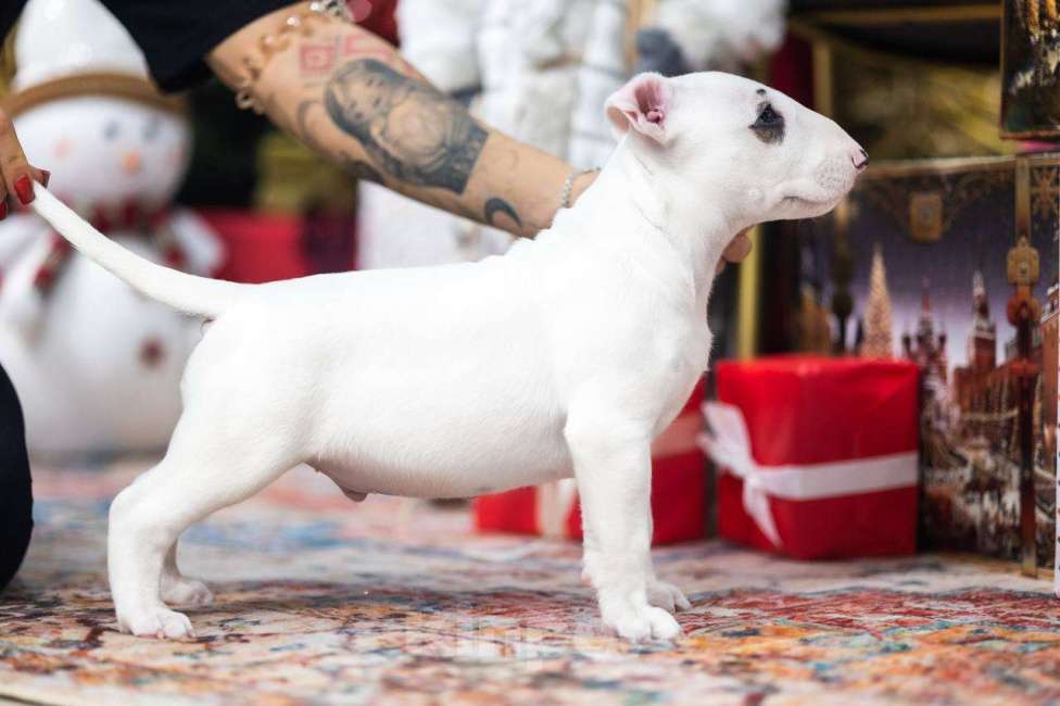 Собаки в Москве: Бультерьер стандартный, щенок  Мальчик, Бесплатно - фото 6