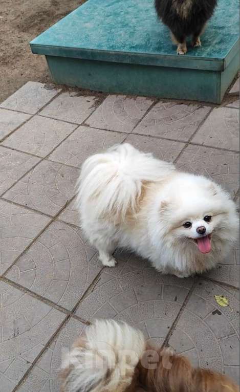 Собаки в Раменском: 💕Она шикарный компаньон.  Девочка, 1 000 руб. - фото 3