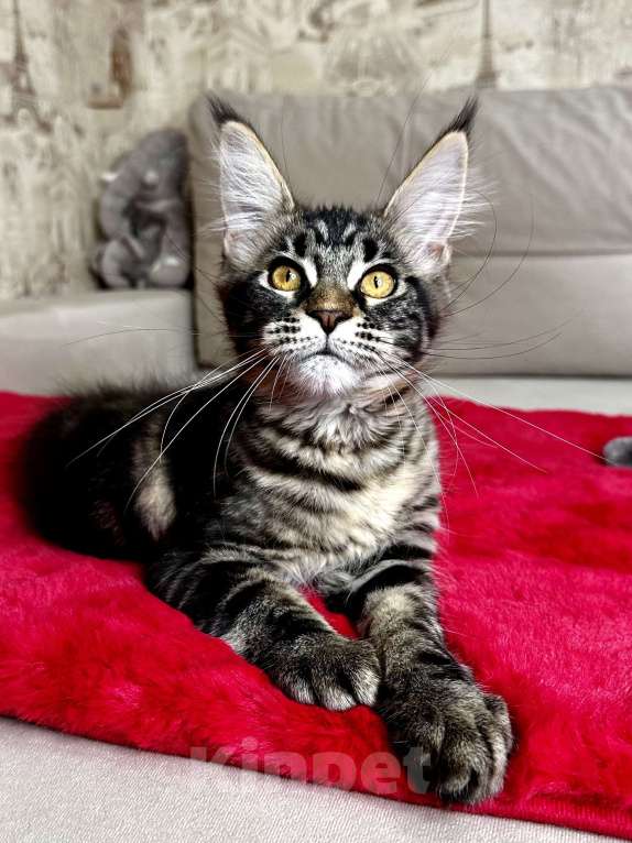 Кошки в Москве: Девочка черный мрамор Девочка, 60 000 руб. - фото 2