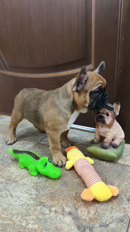 Собаки в Белореченске: Французский бульдог Девочка, Бесплатно - фото 5