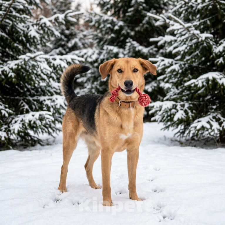 Собаки в Москве: собака Афина из приюта ищет семью Девочка, Бесплатно - фото 6