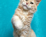 Кошки в Мытищах: Котенок Мейн-кун Мальчик, 30 000 руб. - фото 9