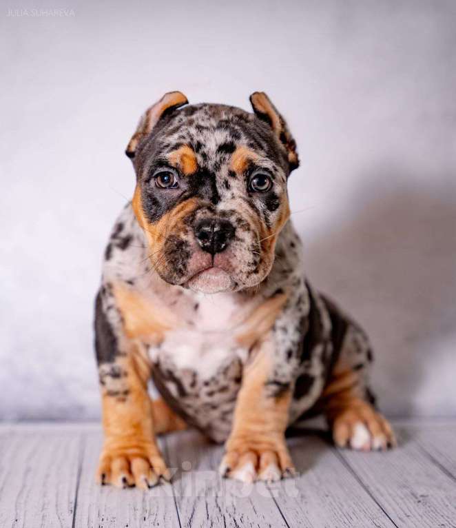 Собаки в Сочи: Щенки, Американские булли Мальчик, Бесплатно - фото 3