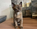 Кошки в Москве: Бурманские котики Мальчик, 35 000 руб. - фото 1