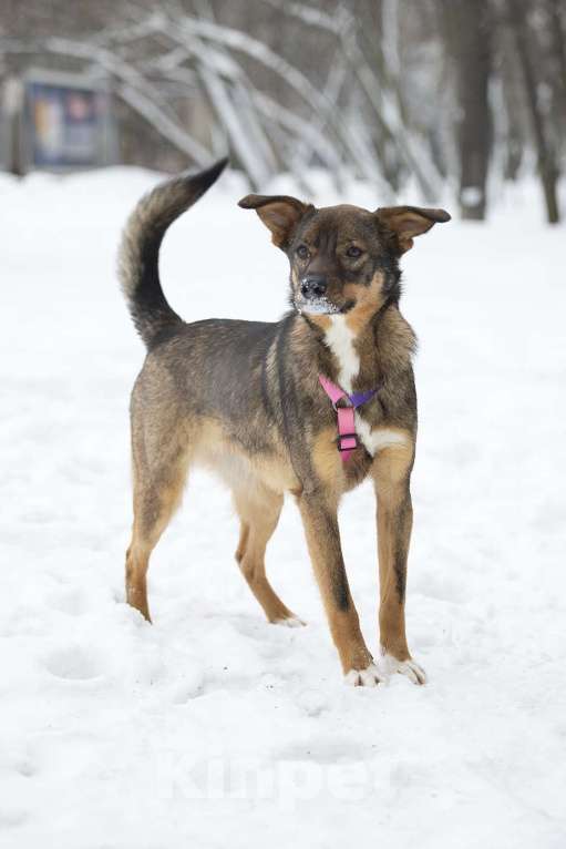 Собаки в Москве: Ласковая доверчивая Френни в поисках дома Девочка, Бесплатно - фото 4