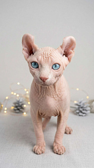 Котёнок эльф