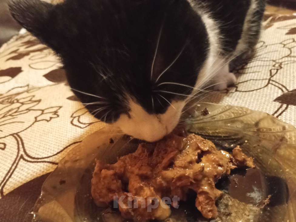 Кошки в Москве: Пятнышко ищет дом Девочка, Бесплатно - фото 3