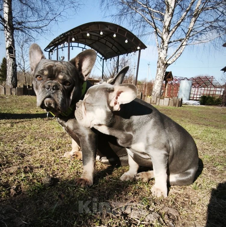 Собаки в Санкт-Петербурге: Лиловый щенок Мальчик, 60 000 руб. - фото 7