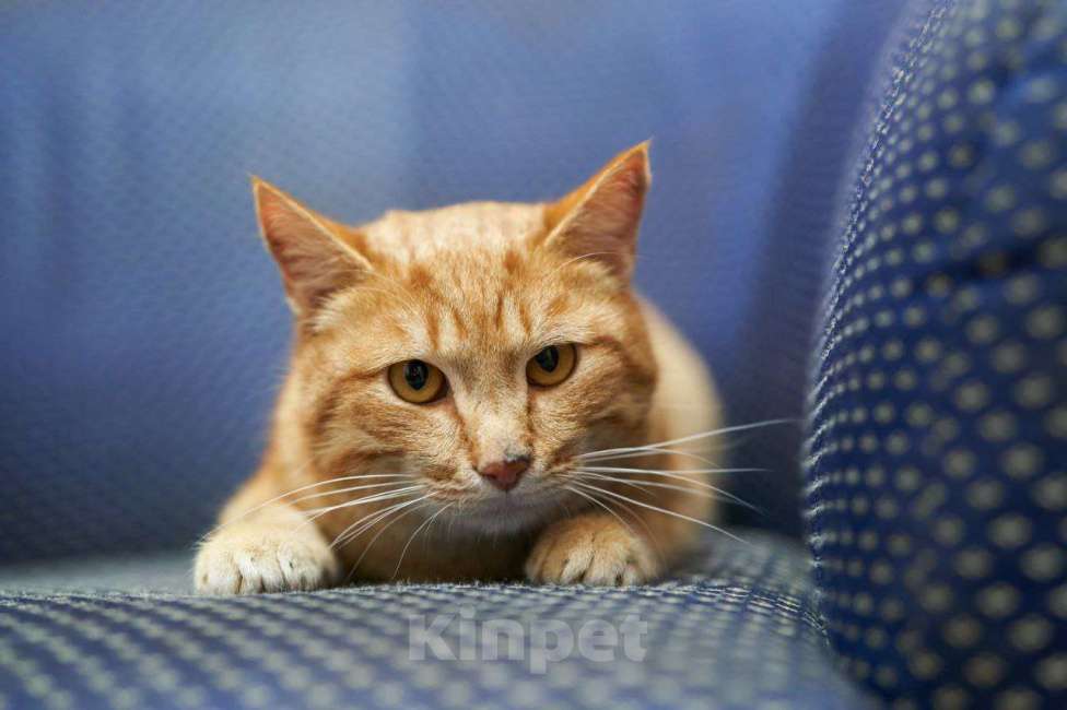 Кошки в Москве: Прекрасный, рыжий кот в поисках семьи. Мальчик, Бесплатно - фото 2