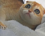 Кошки в Краснодаре: Шотландская вислоухая золотая шиншилла девочка Девочка, 35 000 руб. - фото 4