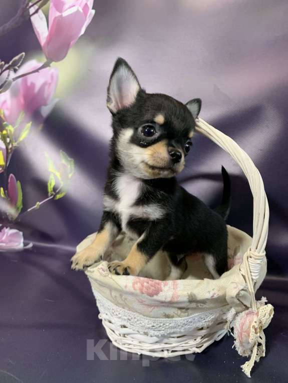 Собаки в Москве: Чихуахуа мальчик Мальчик, 69 000 руб. - фото 4