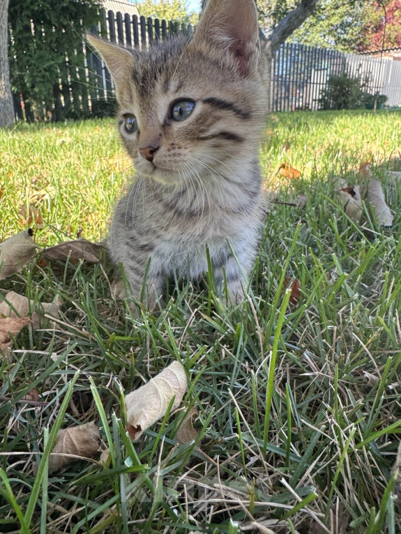 Кошки в Воронеже: Котенок здоровый в добрые руки Мальчик, 12 руб. - фото 4