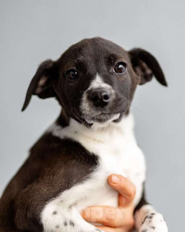 Собаки в Москве: Четверо чудесных щенков ищут дом. Девочка, Бесплатно - фото 4