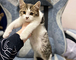 Кошки в Москве: Котенок Шерлок 3 месяца ищет дом Мальчик, Бесплатно - фото 1