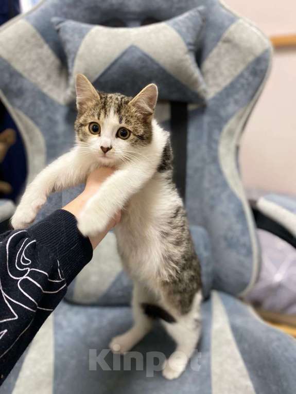 Кошки в Москве: Котенок Шерлок 3 месяца ищет дом Мальчик, Бесплатно - фото 1