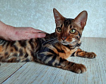Кошки в Москве: Клубные бенгальские котята Девочка, 40 000 руб. - фото 2