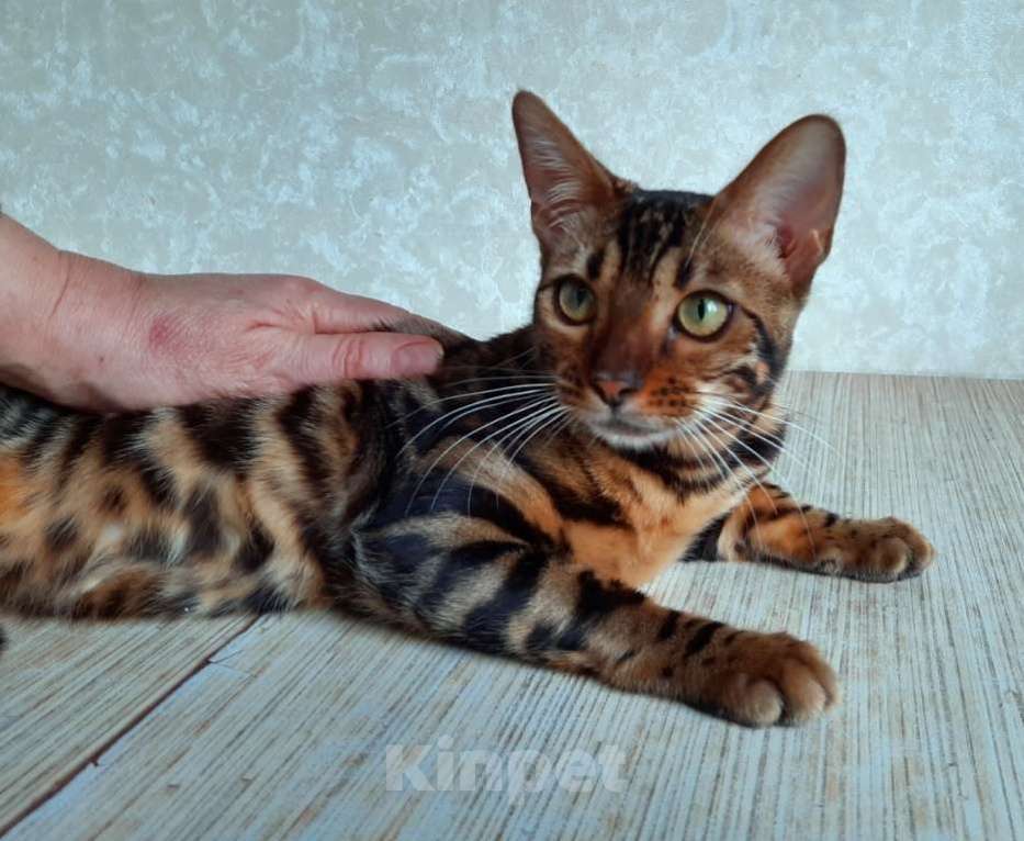 Кошки в Москве: Клубные бенгальские котята Девочка, 40 000 руб. - фото 2