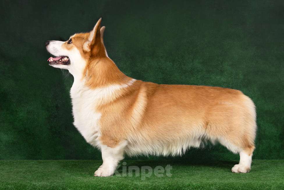 Собаки в Омске: Готов к вязке г. Омск Мальчик, Бесплатно - фото 8