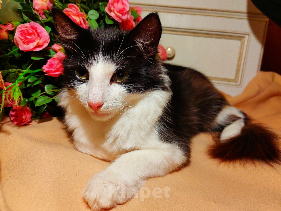Кошки в Уфе: Котик подросток в добрые руки Мальчик, Бесплатно - фото 2