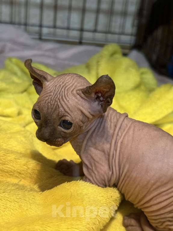 Кошки в других городах Волгоградской области: Маленькое солнышко  Мальчик, 50 000 руб. - фото 1