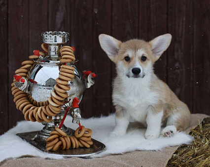 Малышка Вельш Корги Пемброк