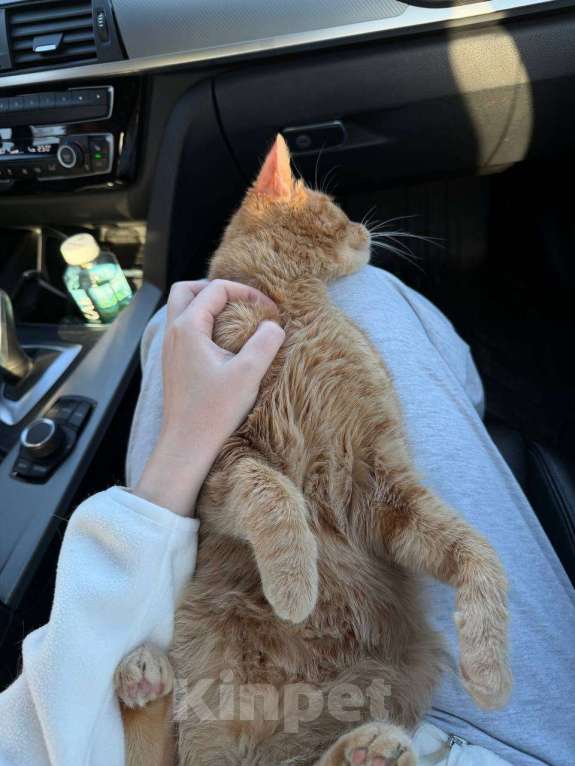 Кошки в Москве: Рыжий-рыжий Мальчик, Бесплатно - фото 4