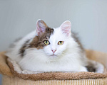 Кошки в Москве: кот Геннадий Мальчик, Бесплатно - фото 1