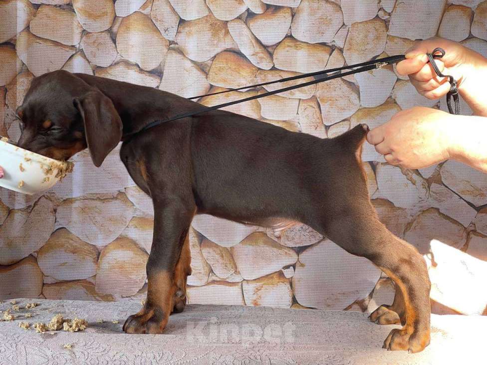 Собаки в Чехове: Шикарный щенок добермана РКФ Мальчик, 90 000 руб. - фото 9