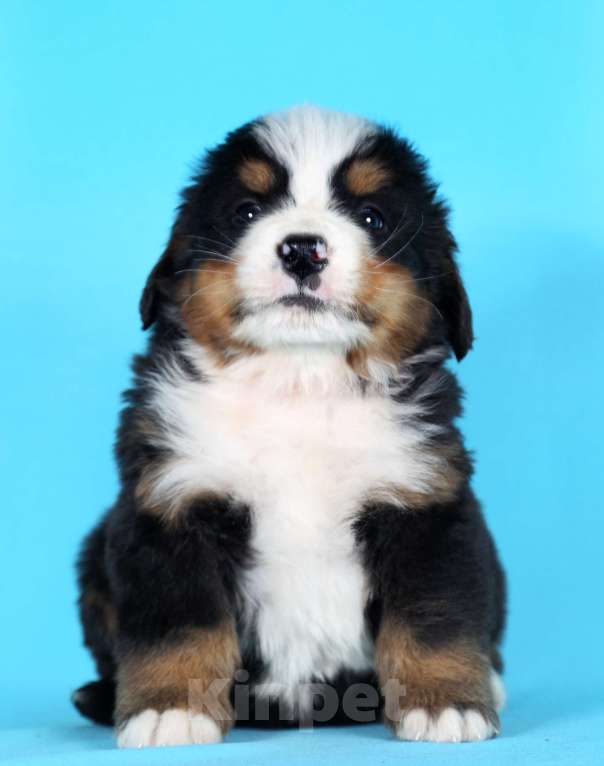 Собаки в Екатеринбурге: ЩЕНКИ БЕРНСКОГО ЗЕННЕНХУНДА Мальчик, Бесплатно - фото 2