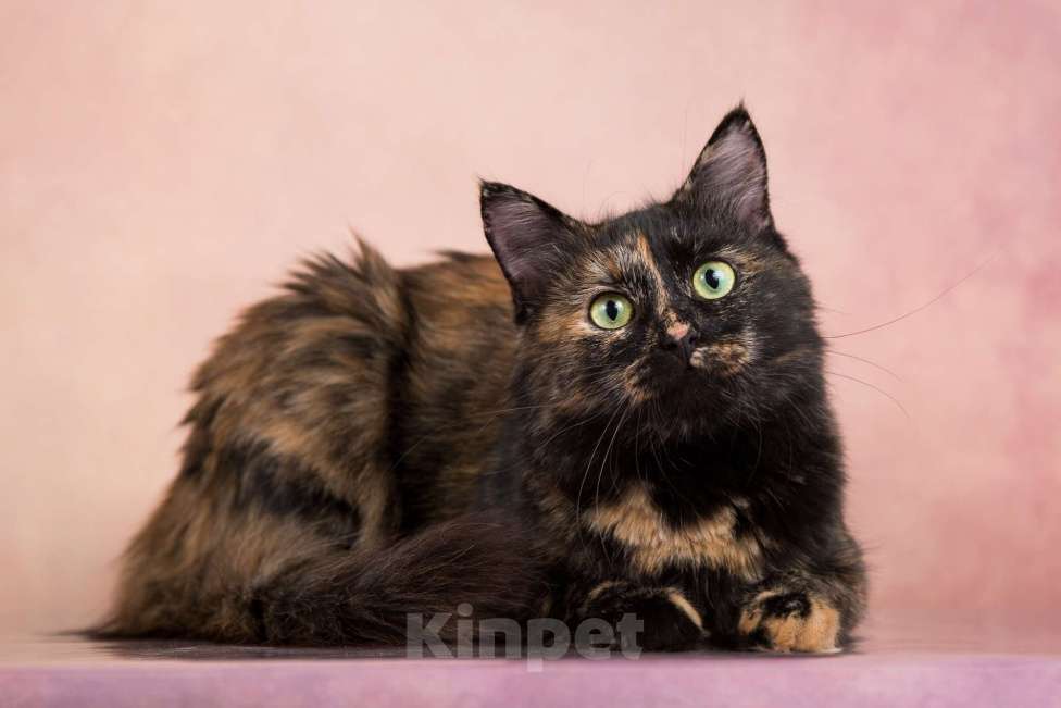 Кошки в Москве: Муся ищет дом Девочка, Бесплатно - фото 2